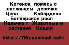 Котенок, помесь с шатланцем, девочка › Цена ­ 100 - Кабардино-Балкарская респ., Нальчик г. Животные и растения » Кошки   